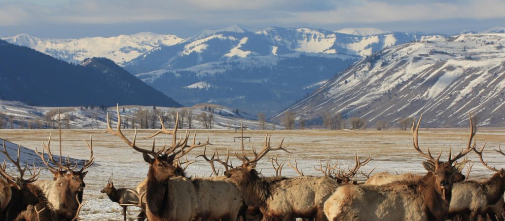 Winter adventure in Jackson Hole, Wyoming, showcasing snow-covered landscapes and wildlife safaris.