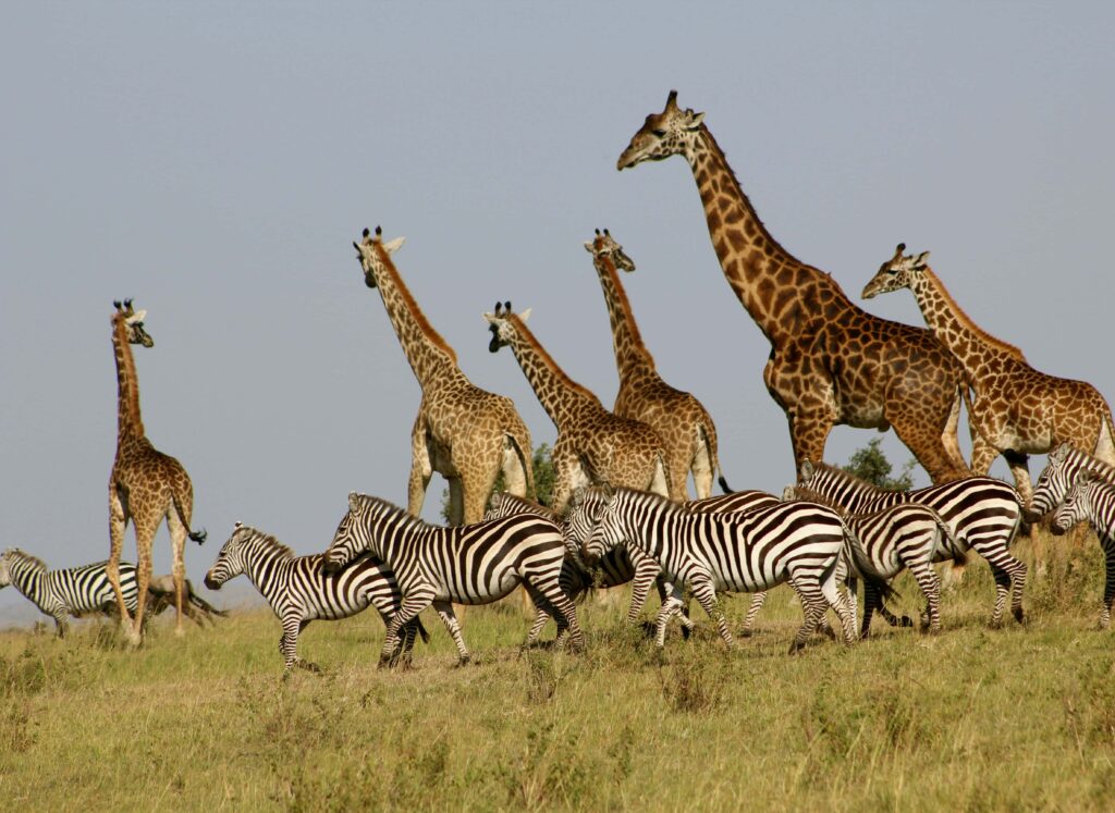 A mixed group of tall giraffes and striped zebras peacefully coexisting on the open plains of the African savannah, illustrating the diverse wildlife of the region.