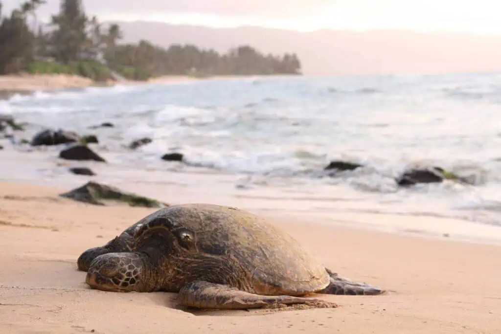 A sea turtle lying on a sandy beach in Zanzibar, with waves gently lapping in the background during sunset