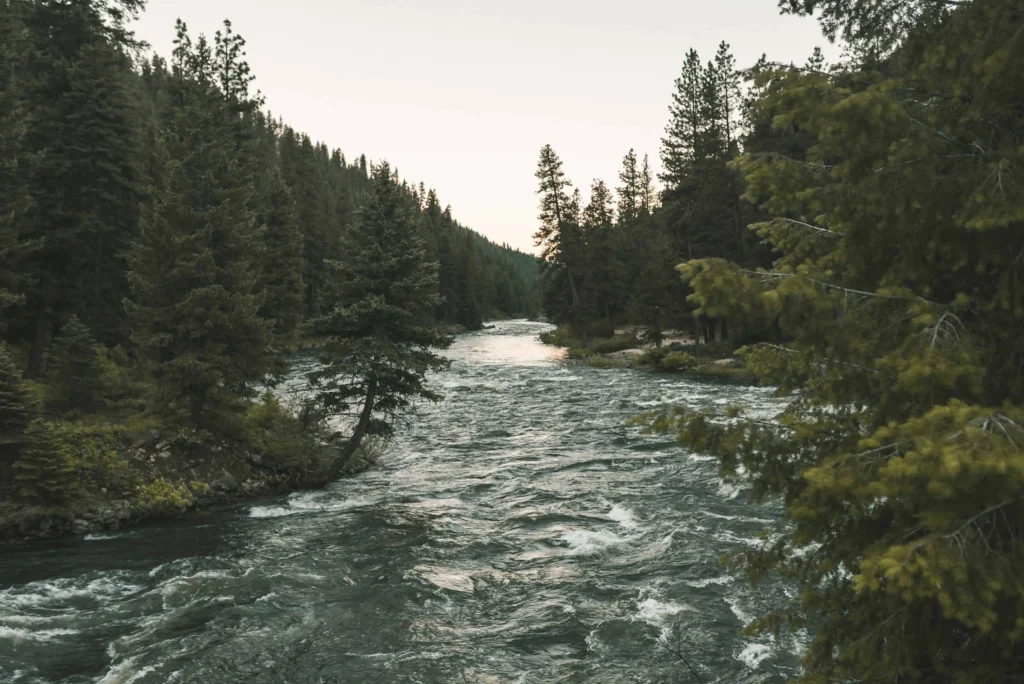 Serene river flowing through a dense forest in Boise, Idaho, surrounded by towering evergreen trees under a soft evening light.