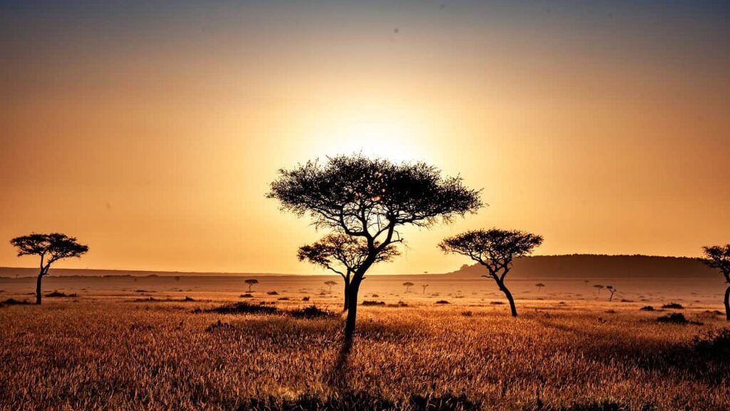 Magical scene of misty sunrise in an African landscape, with silhouettes of trees emerging through the warm, orange mist, creating a serene and mystical atmosphere.