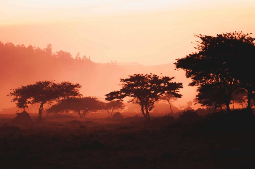 Stunning sunset over the African savannah, with iconic acacia trees silhouetted against a golden sky and a peaceful, open landscape stretching to the horizon.