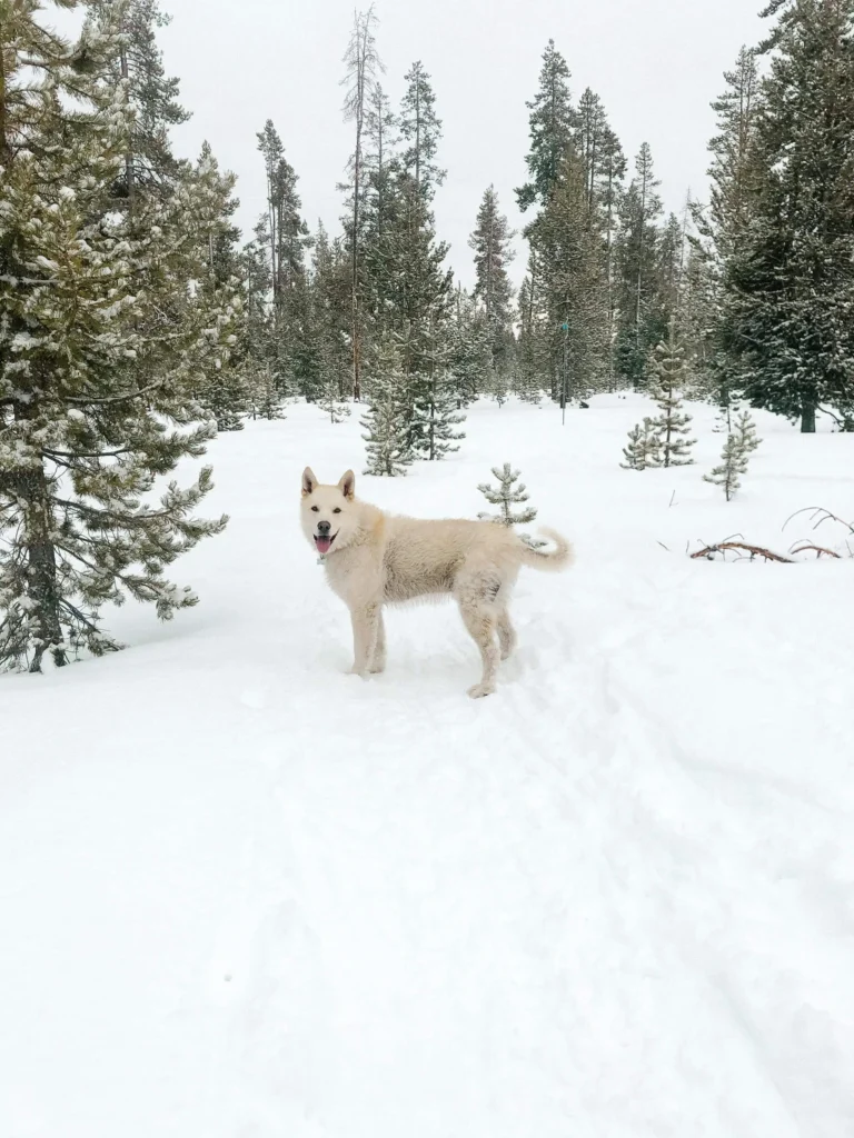 A friendly white dog standing in the middle of a snowy forest, surrounded by pine trees and untouched snow, near Bend, Oregon