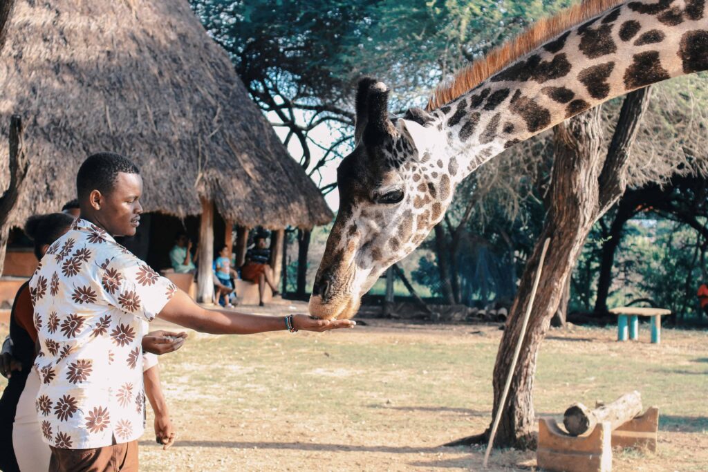 Man feeding a giraffe at a wildlife sanctuary during a luxury African honeymoon safari, showcasing the unique and intimate animal encounters available.