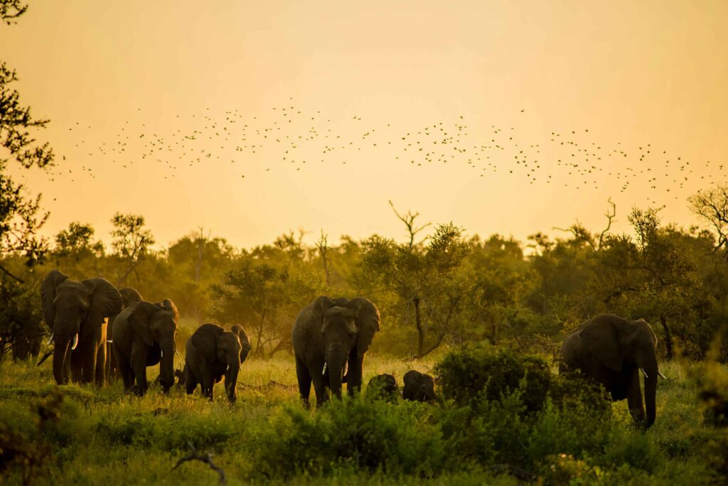 A herd of elephants walking through the African bush at sunset, with golden light filtering through the trees and a flock of birds flying across the sky