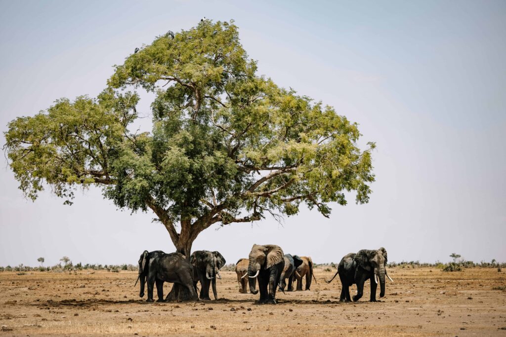 A group of elephants resting under a large, lush tree on the African savannah, showcasing the serene and majestic wildlife of the plains.