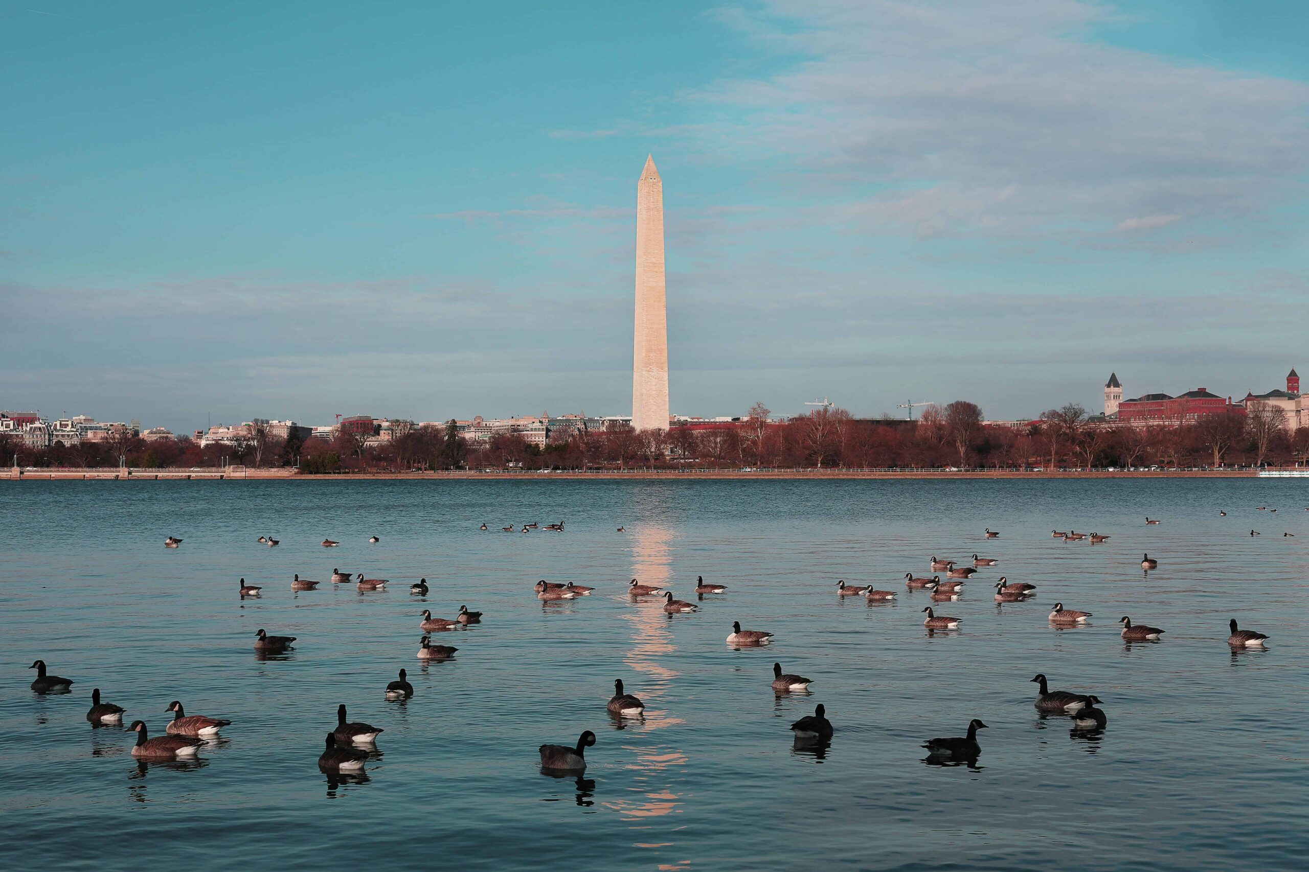 Scenic view of the Washington Monument from the Tidal Basin, with a serene setting of ducks floating on the water under a blue sky.