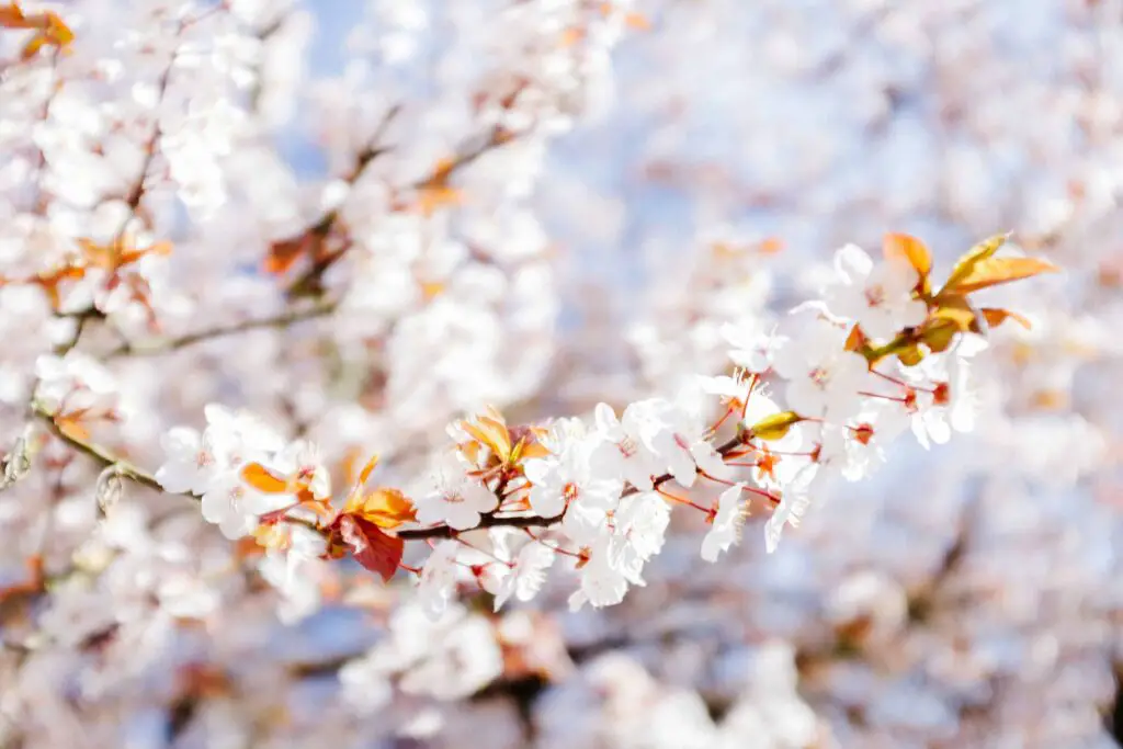 Close-up of delicate white cherry blossoms with hints of orange, set against a soft, blurred background of other blooming trees