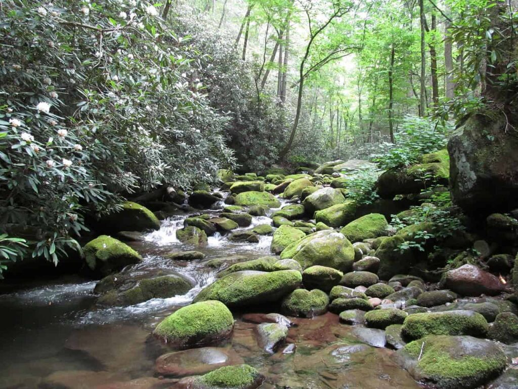 A peaceful woodland stream flowing over moss-covered rocks in Great Smoky Mountains National Park, surrounded by dense, green forest vegetation.