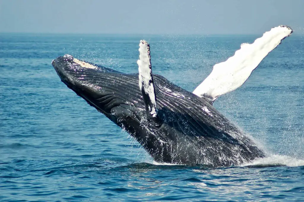 A majestic humpback whale breaching out of the water, with its flippers extended and ocean spray all around, under a clear blue sky.