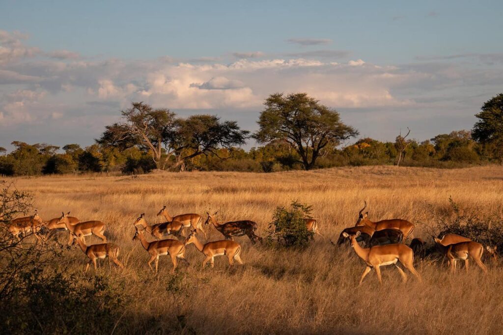 A herd of impalas grazing and moving through the golden grasslands of the African savannah, with acacia trees and a dramatic sky in the background