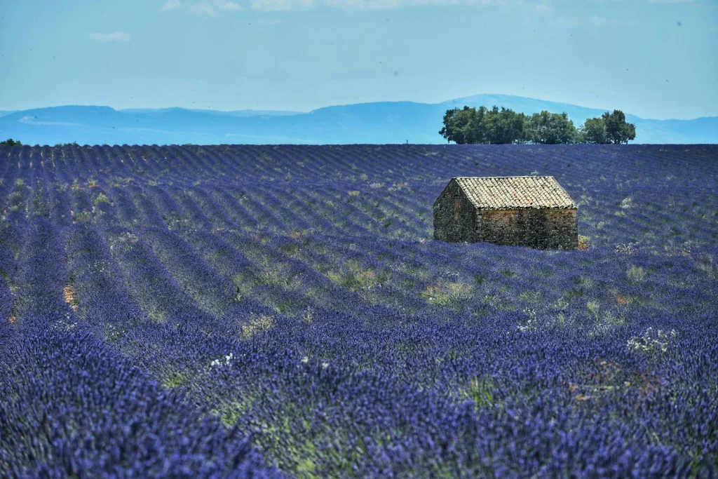 A lavender field stretching to the horizon, with a small stone hut in the center, under a bright summer sky.