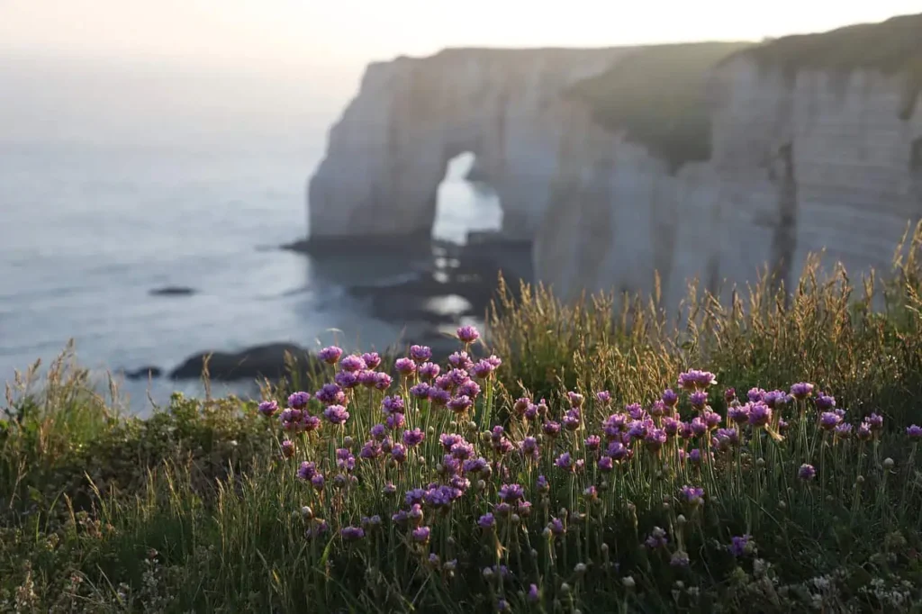 Vibrant purple flowers overlooking the coastline with cliffs and ocean views.