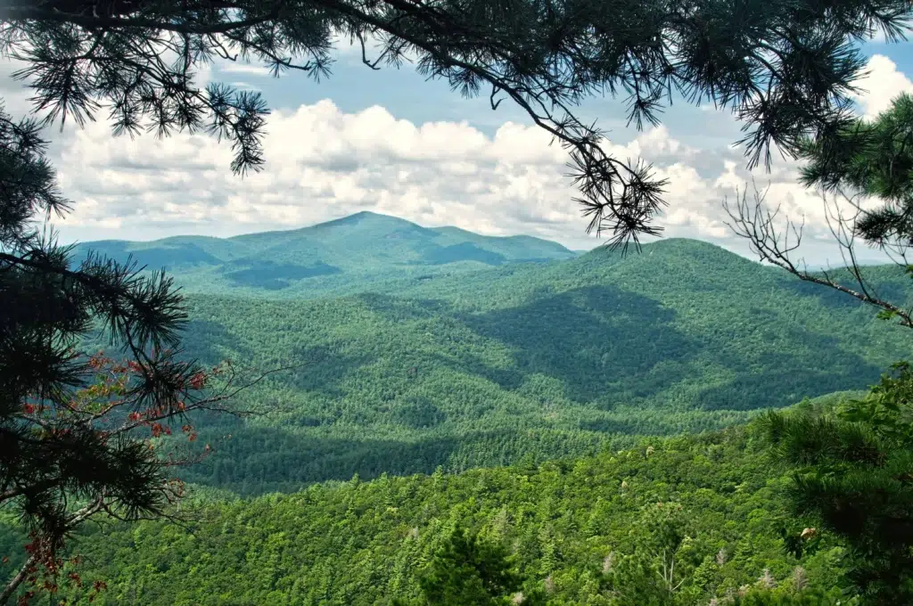 A scenic view of the lush green Blue Ridge Mountains in Highlands, NC, framed by pine branches under a clear blue sky.