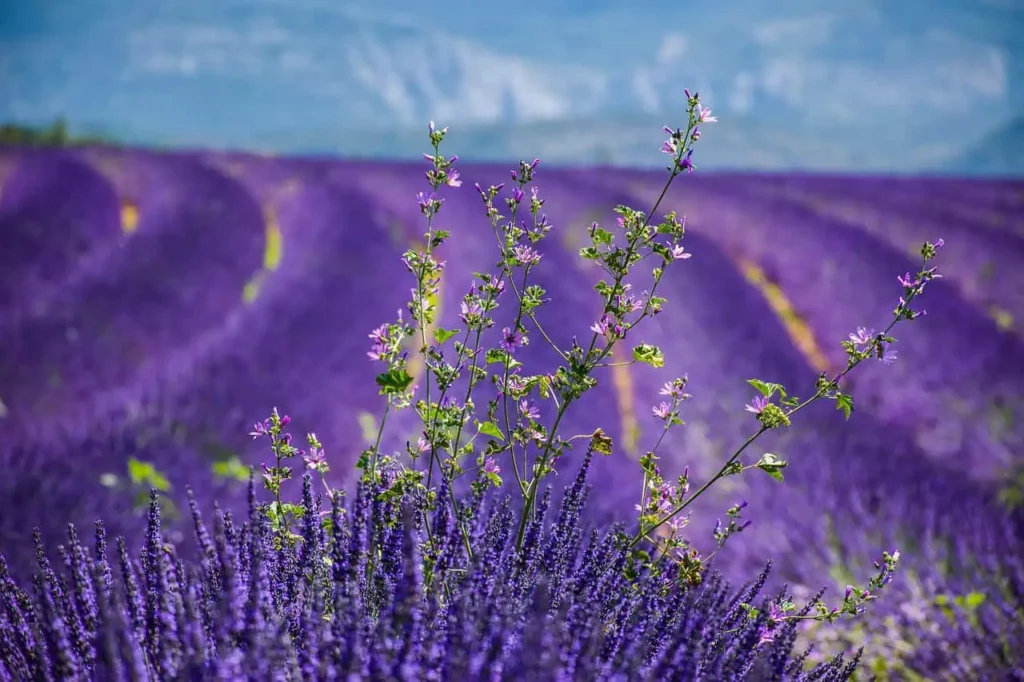 Stunning lavender fields in Provence, South of France, stretching towards the horizon with mountains in the background.