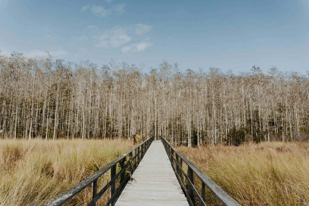 A wooden boardwalk surrounded by golden grasslands leading into the dense, serene forest of the Everglades near Naples, Florida.