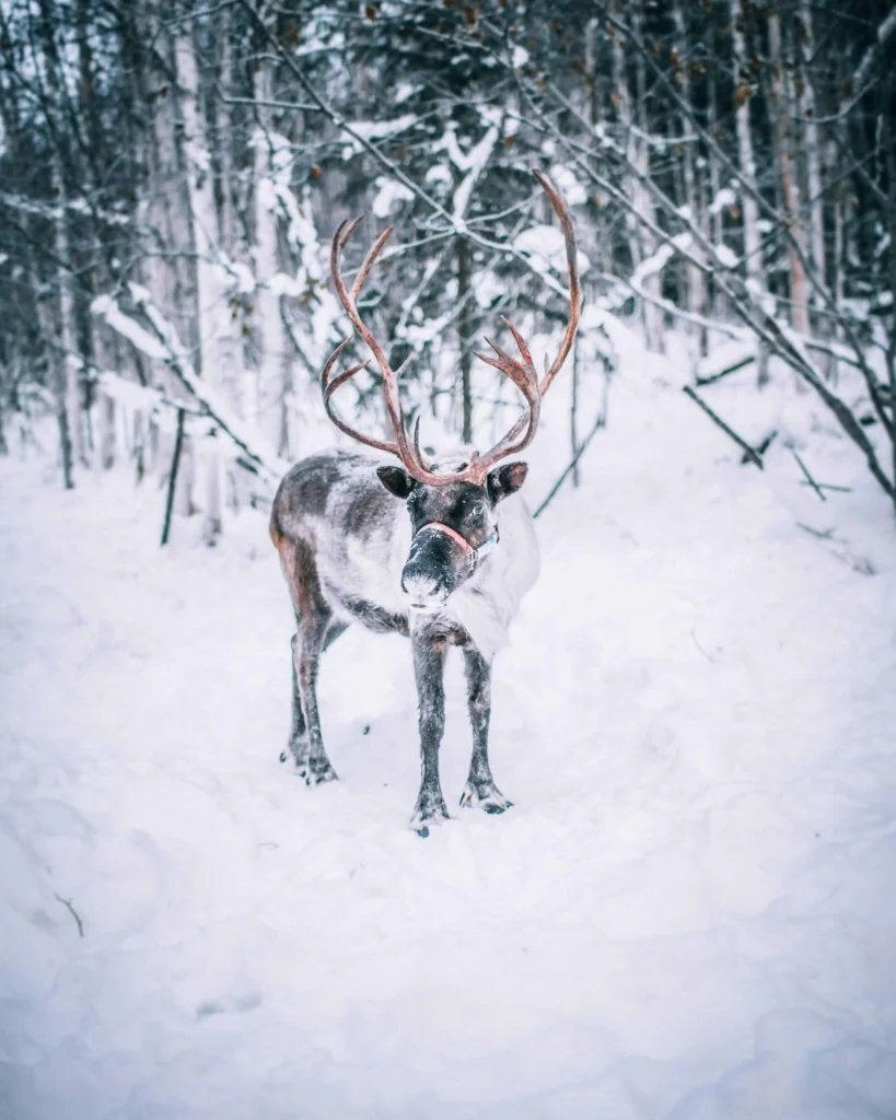 A reindeer standing in a snowy forest, one of the unique wildlife experiences .