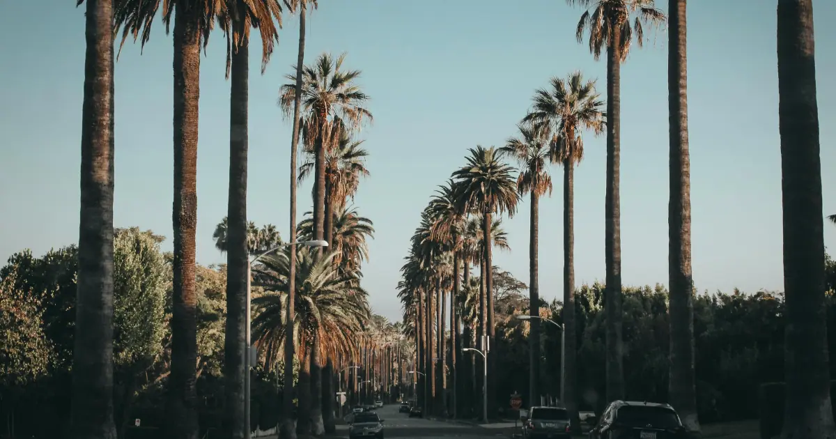 A scenic street in Beverly Hills lined with tall palm trees under a clear sky.