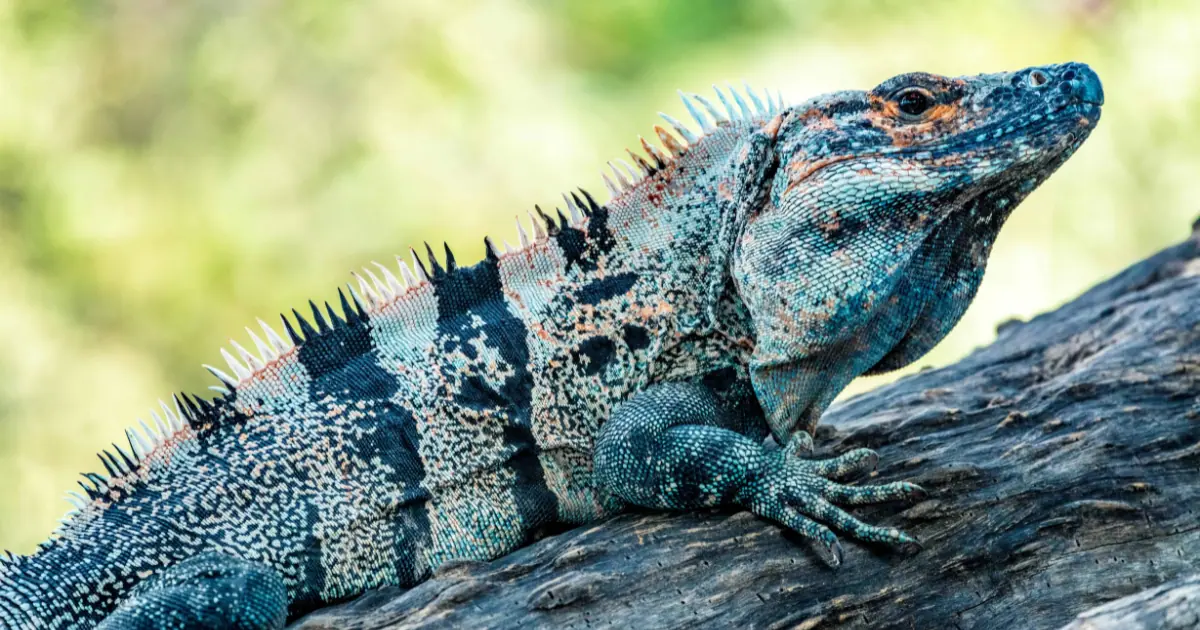 A close-up of a colorful iguana resting on a tree branch in Tamarindo, Costa Rica.