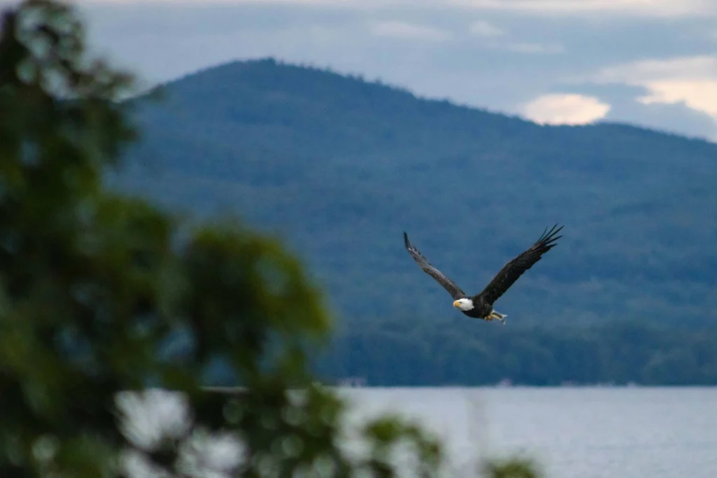 A bald eagle soaring gracefully over a lake with forested hills in the background.