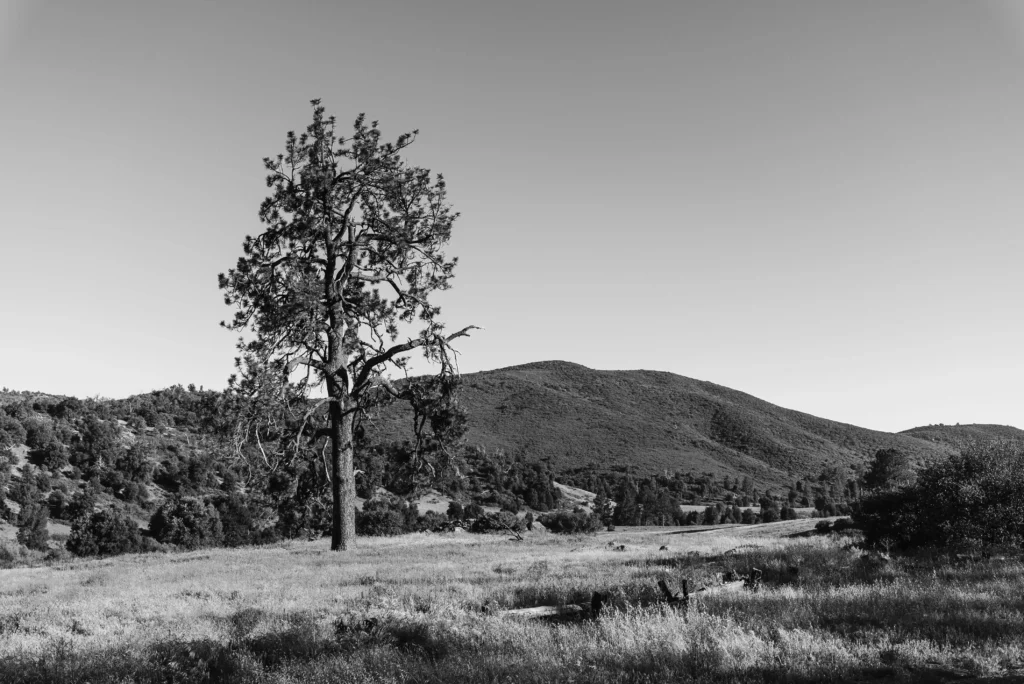 A lone pine tree standing in the countryside of Julian CA, surrounded by rolling hills.