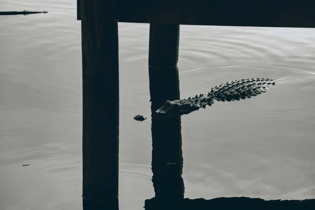 A close-up of an alligator partially submerged under a wooden pier.