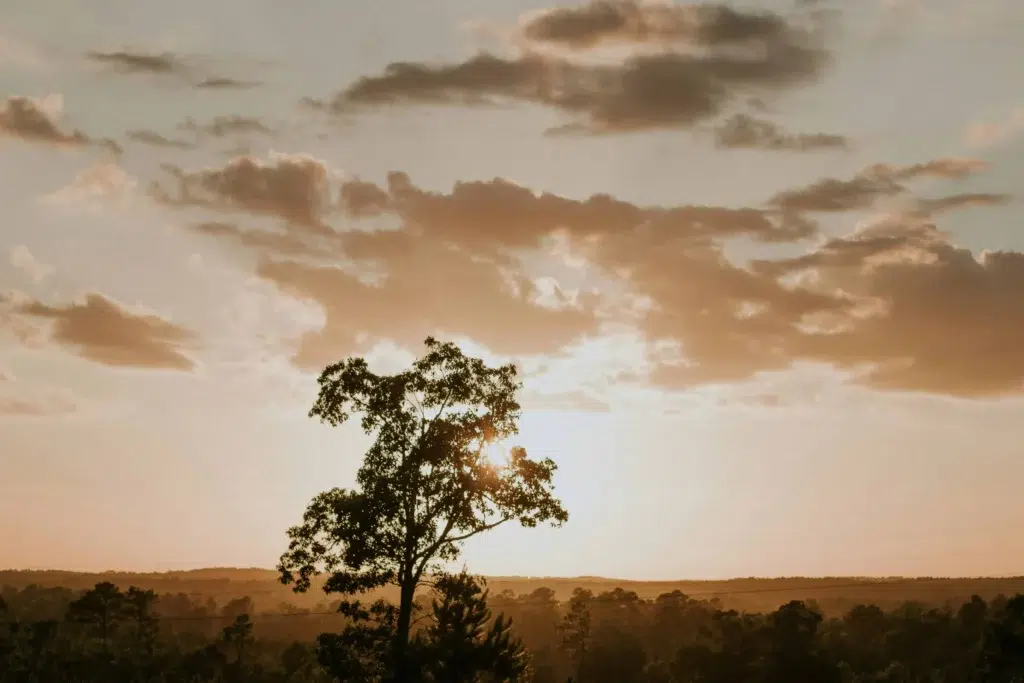 A tree silhouetted against a vibrant orange and golden sunset in Mississippi.