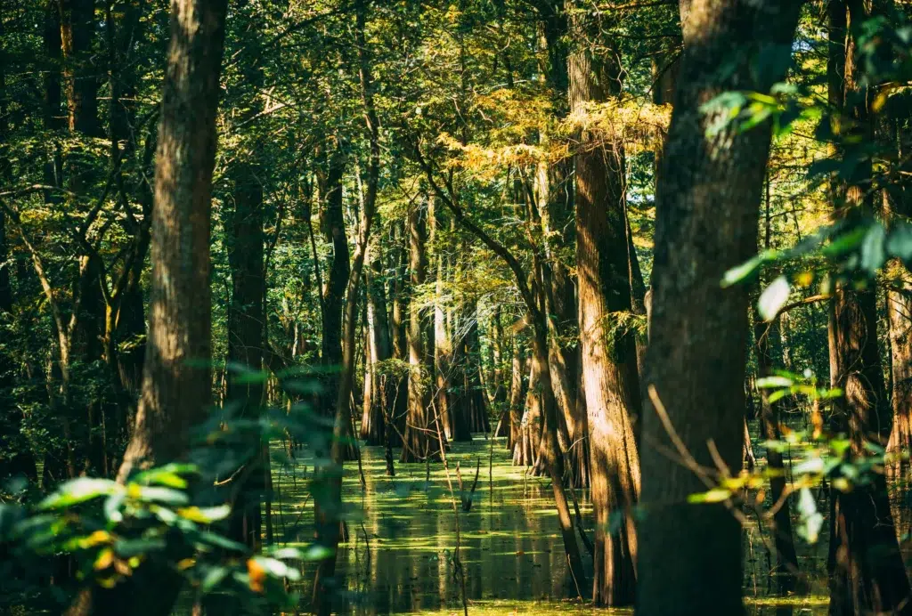 Dense forest swamp with vibrant green foliage and sunlight filtering through the trees.