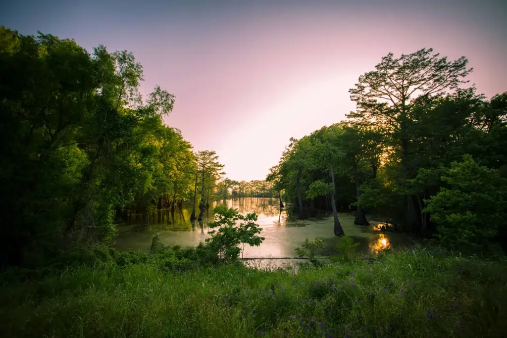 Sunrise reflecting over lush wetlands in Mississippi surrounded by tall trees.