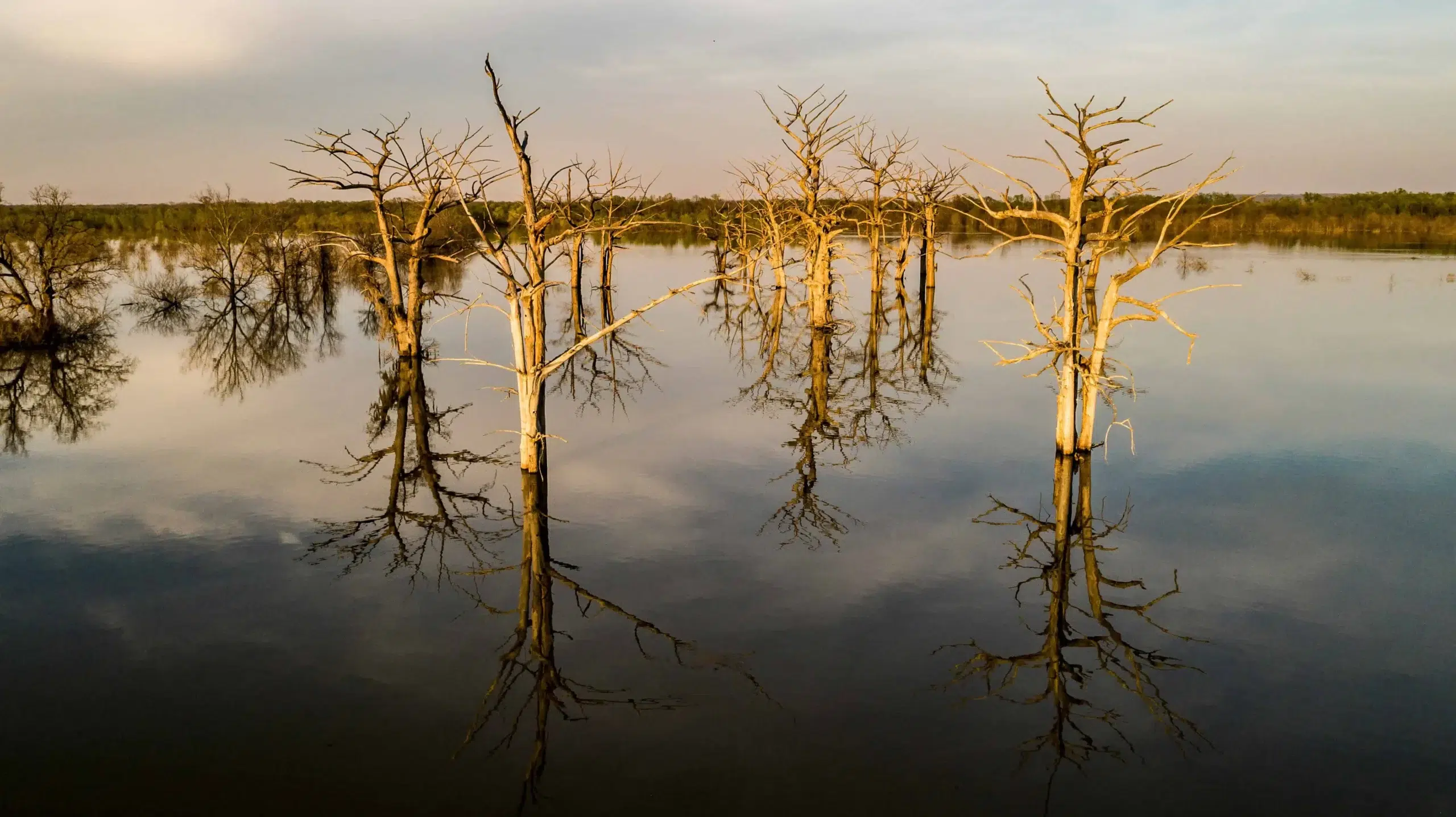 Bare cypress trees reflected in calm swamp waters in Mississippi.