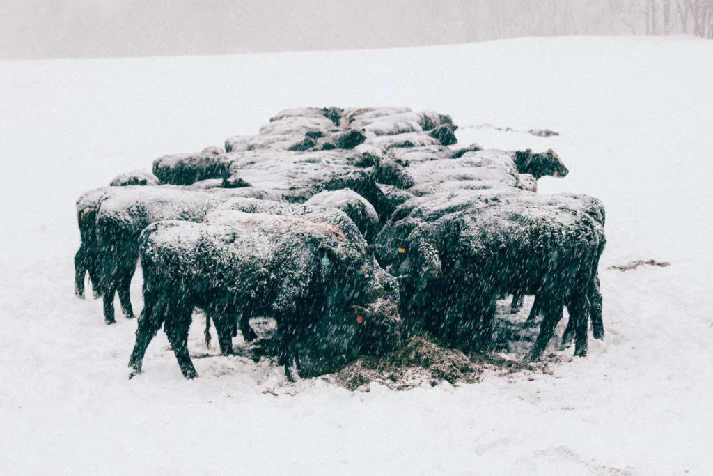 A herd of bison covered in snow during a winter farm tour in, NY.