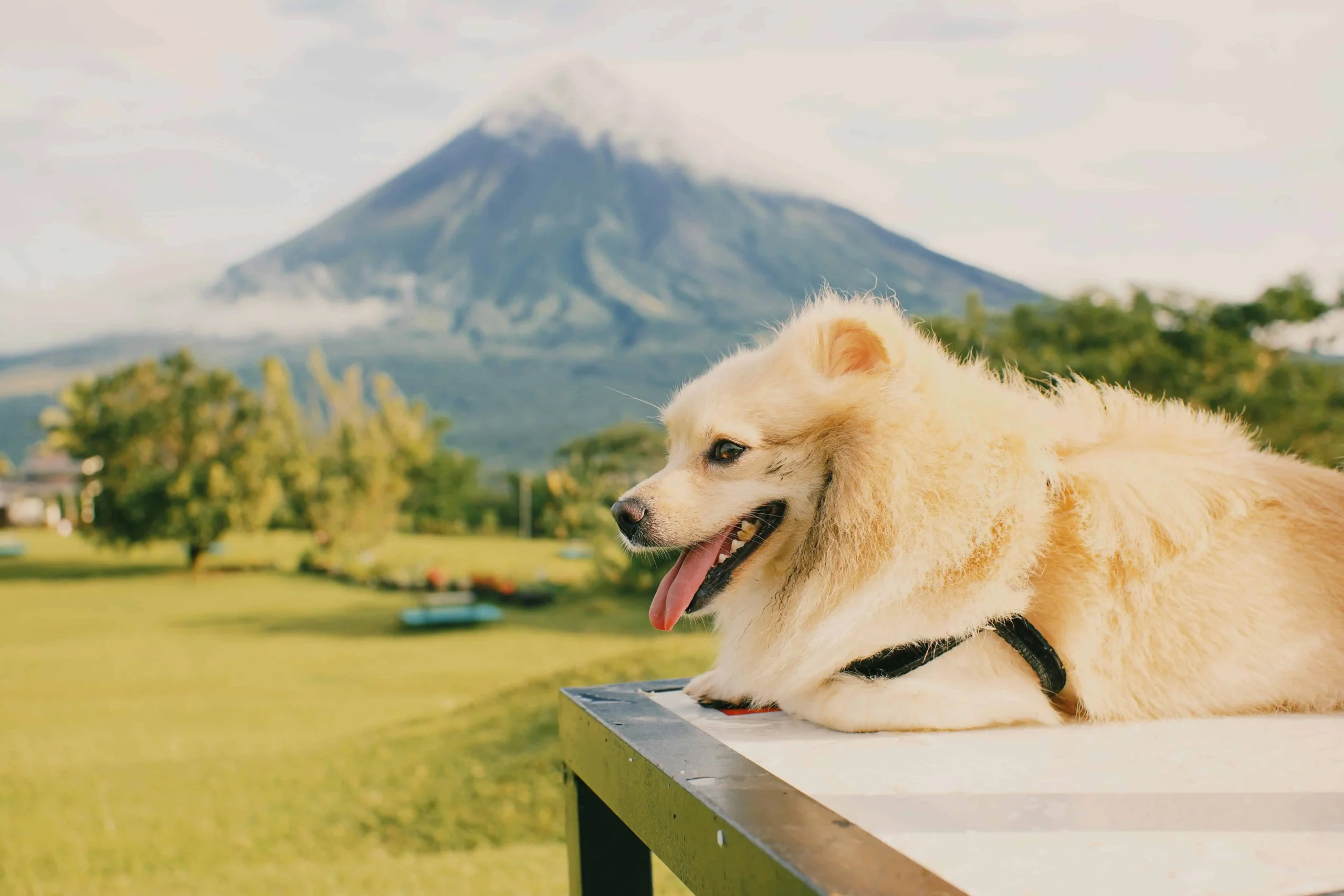 A happy dog resting on a platform with a lush green field and a mountain in the background