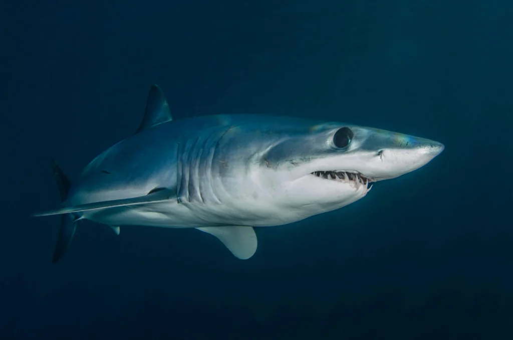 A close-up of a mako shark swimming in the pristine waters near Nantucket.