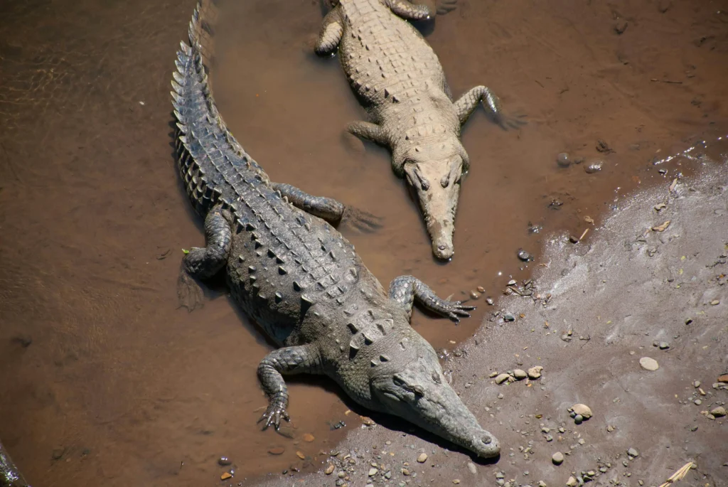 Two large crocodiles resting in the muddy waters of the Tarcoles River, Costa Rica.