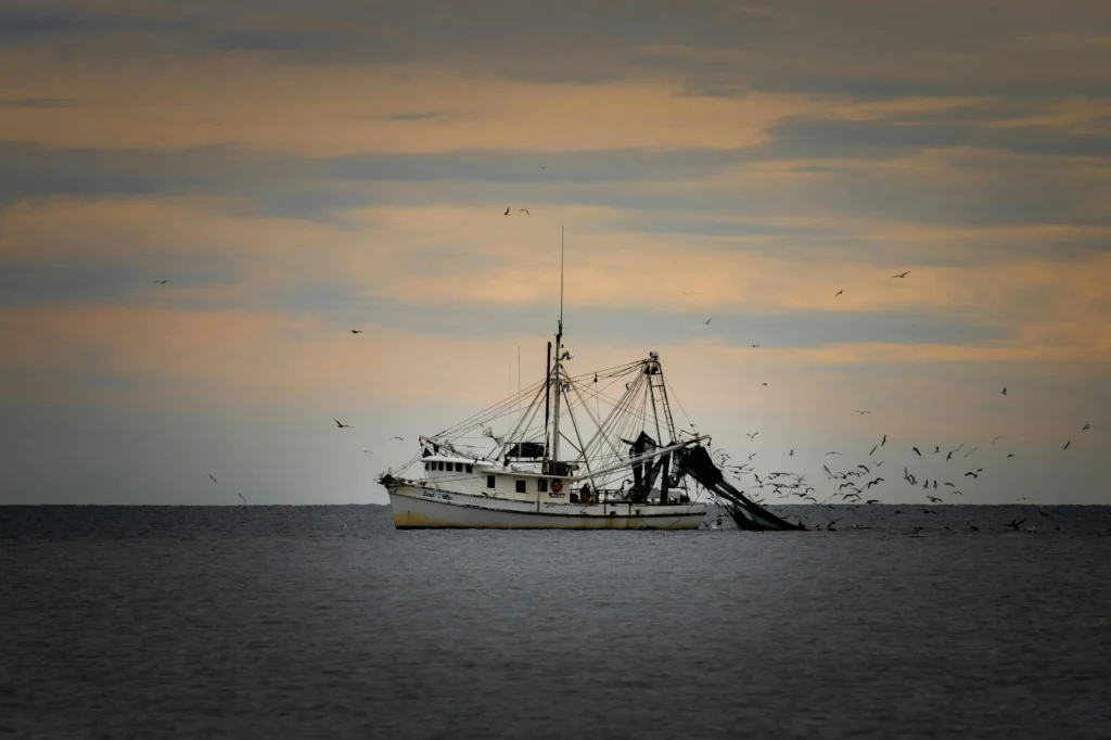 A shrimping boat sailing at sunset with birds flying over the waters.