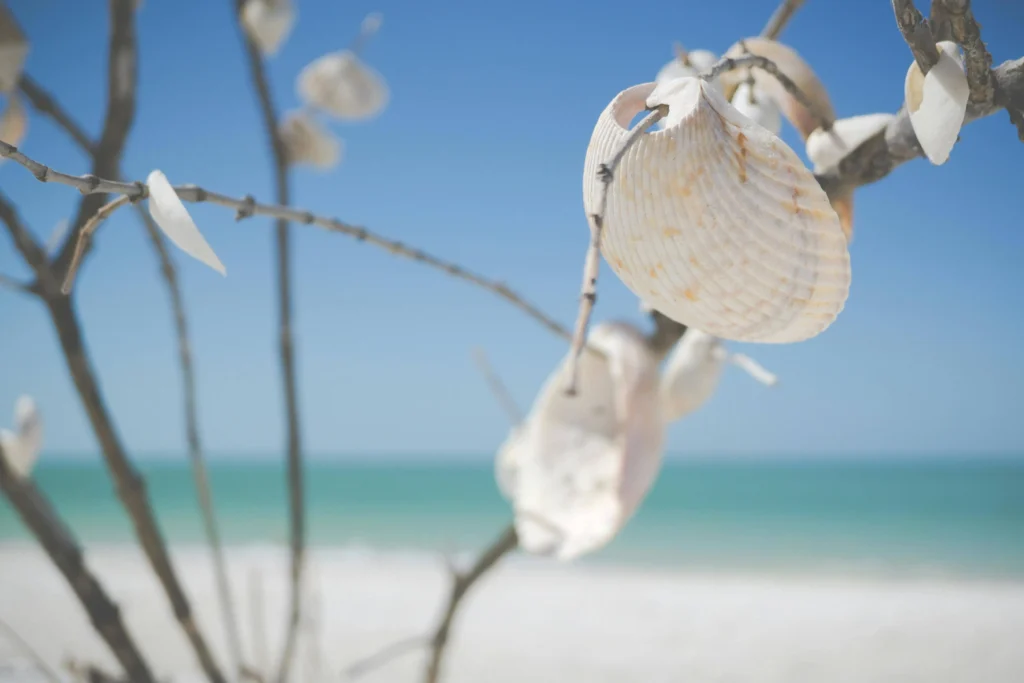 Close-up of seashells hanging from branches on a sunny beach in Marco Island, Florida.