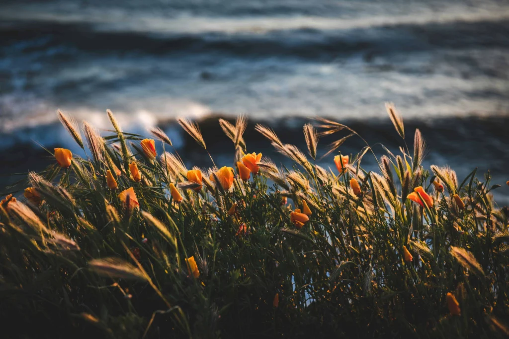 Vibrant orange poppies swaying in the breeze with the ocean in the background at Pismo Beach.