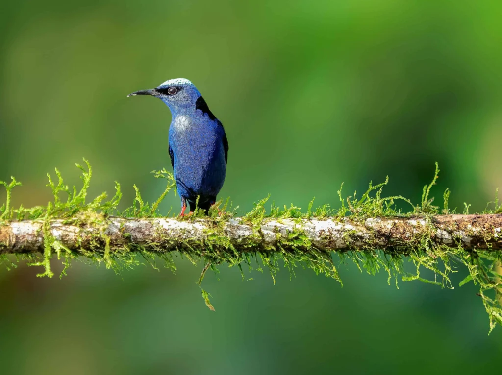 A striking Blue-Crowned Manakin perched on a mossy branch with a vibrant green backdrop in La Fortuna