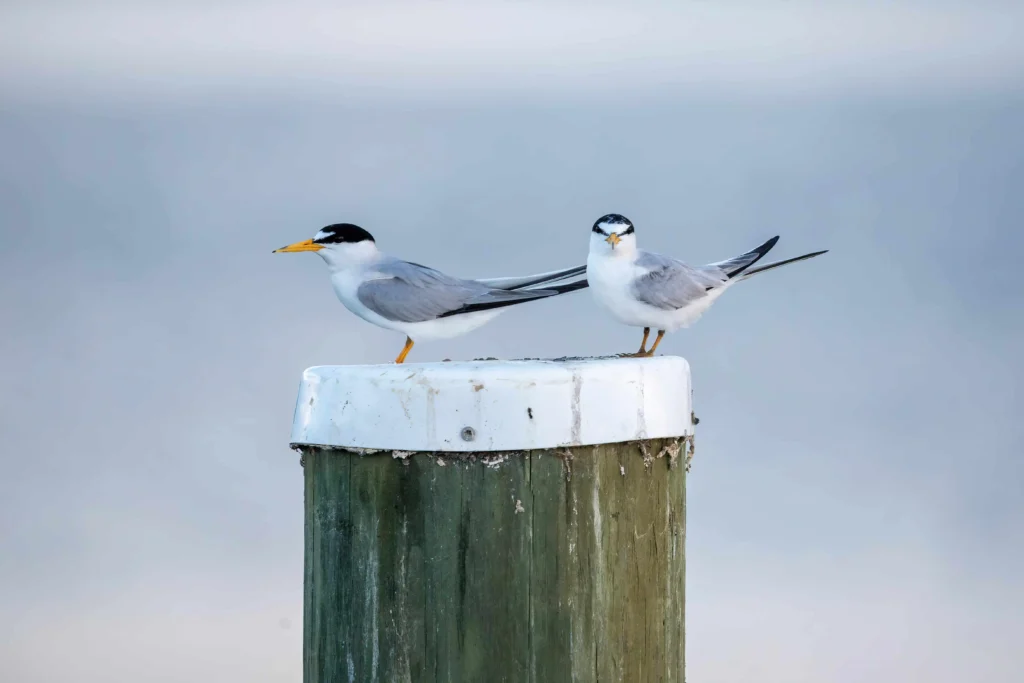 Two elegant terns perched on a dock near the water in Mount Dora, Florida.
