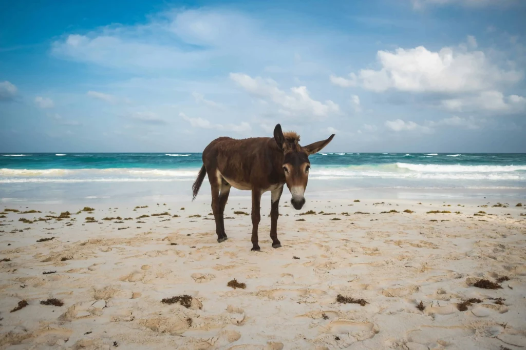 A donkey standing on the pristine white sands of Tulum Beach with turquoise waves in the background, one of the safest cities in mexico