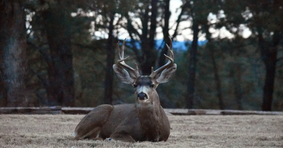 A stunning deer with large antlers resting on a grassy field in Ruidoso, NM, surrounded by trees.