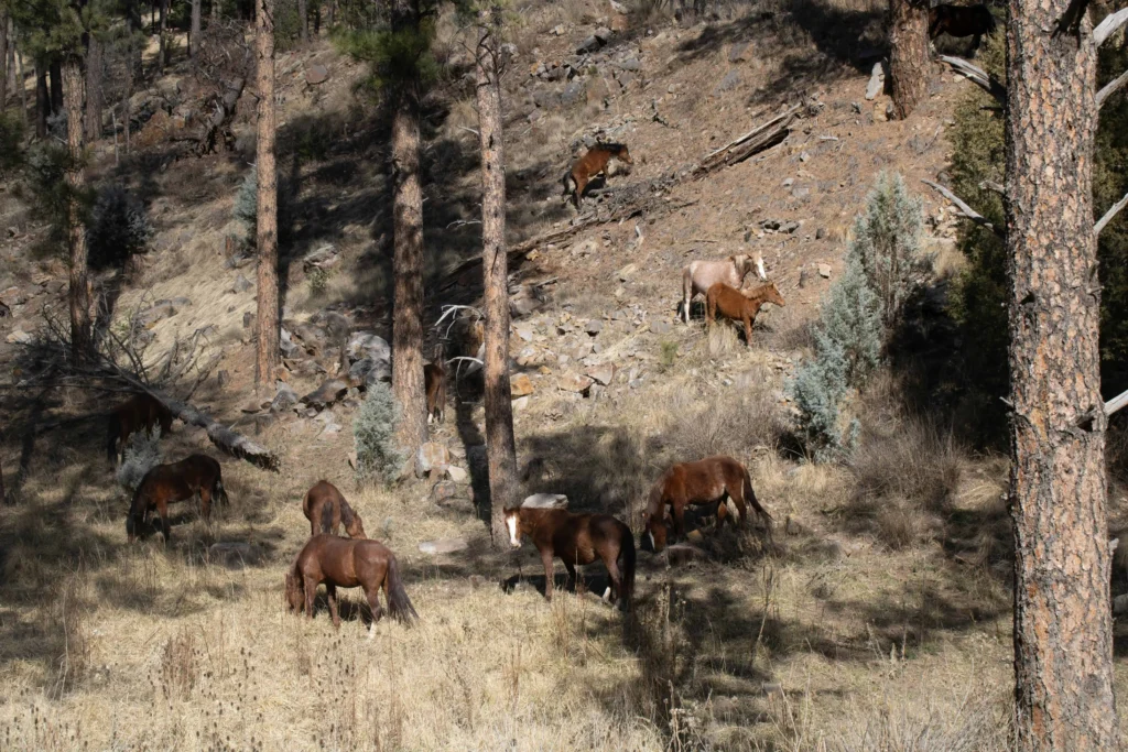 A herd of wild horses grazing in the rugged landscape of Lincoln National Forest in Ruidoso, NM.