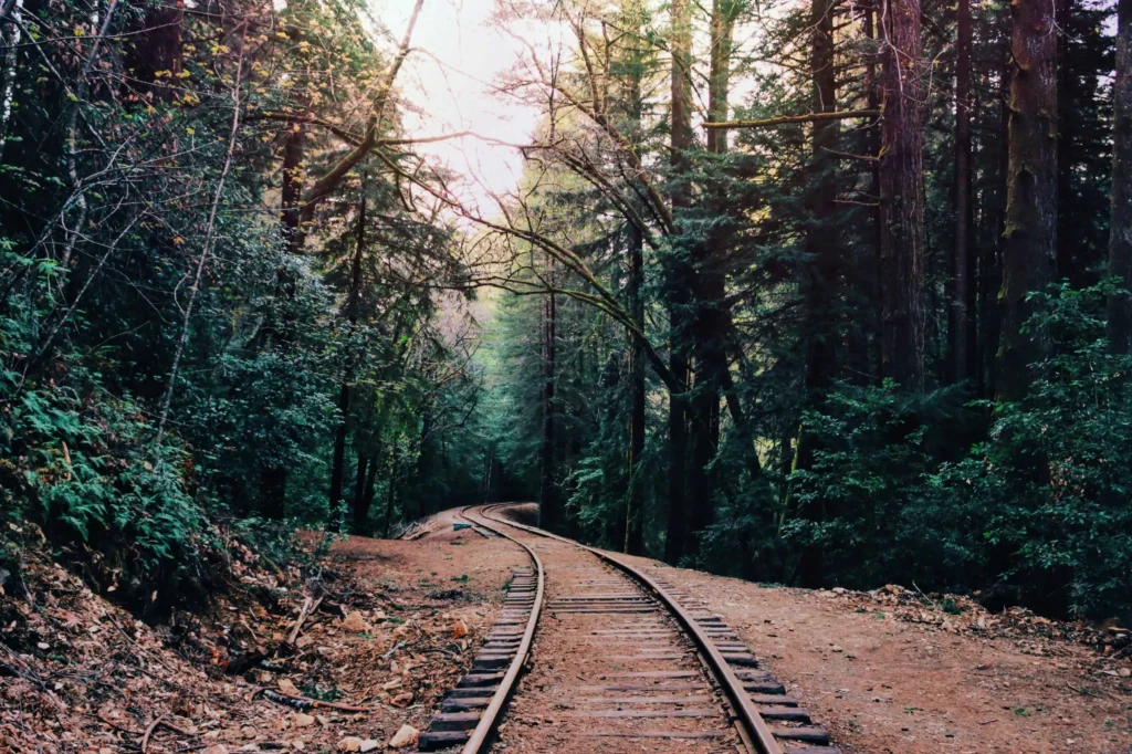 A historic railway track winding through the lush redwoods in Santa Cruz.
