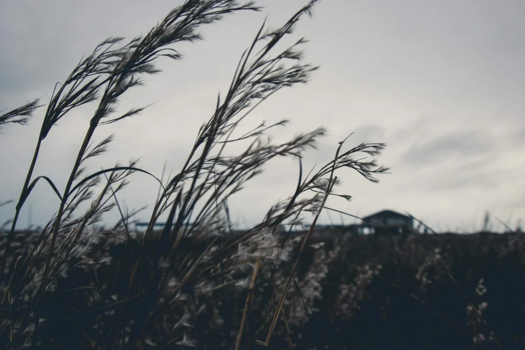 Tall grass blowing in the wind at Mustang Island State Park, a great outdoor destination near Corpus Christi.