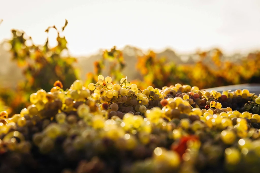 Fresh grapes growing in a vineyard at sunset in Upstate New York.